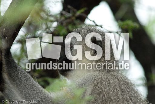 Grüne Meerkatzen (41 von 67).jpg